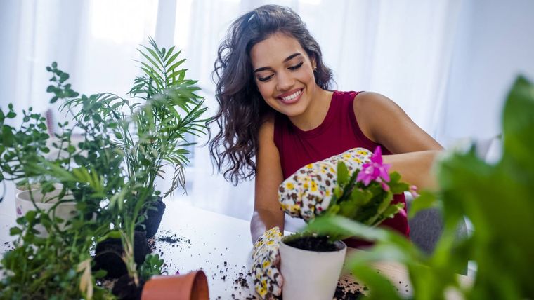 Se viene una nueva tendencia en plantas de interior Foto: Archivo