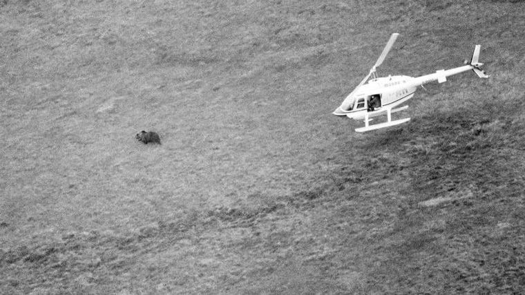 Hércules fue encontrado después de haber desaparecido por 24 días.