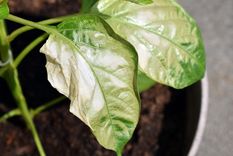 El secreto de jardinería que callan los expertos. Foto: SHUTTERSTOCK