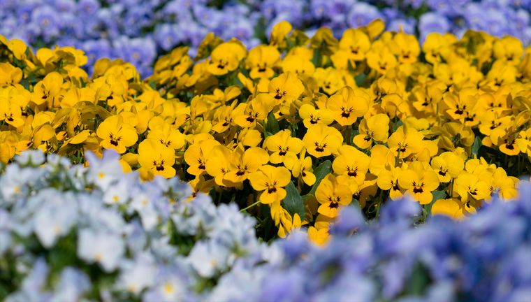 Un jardín bien planificado puede mantenerse activo incluso durante los meses más fríos.