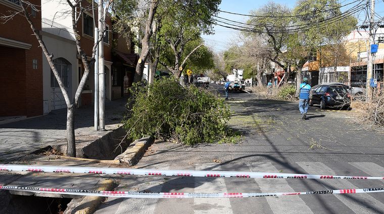 granaderos poda corte (1).JPG