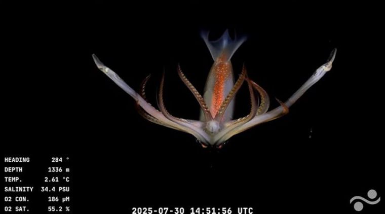 Una de las especies descubiertas en el fondo del mar argentino fue el calamar de profundidad (Architeuthis sp. o Magnapinna sp.).
