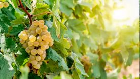 Foto: homesandgardens.com/