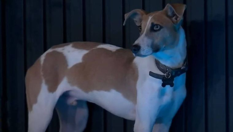 Arturo, el perrito que conquistó a todos en Gran Hermano.