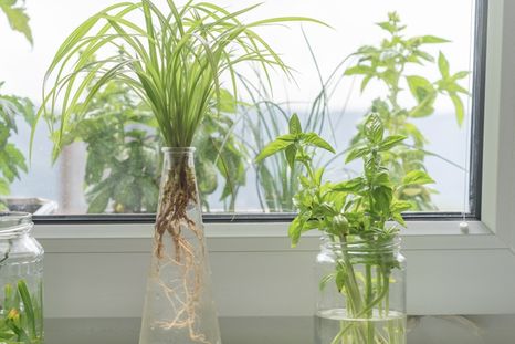 Un gran truco para enraizar. Foto: Shutterstock Un gran truco para enraizar. Foto: Shutterstock