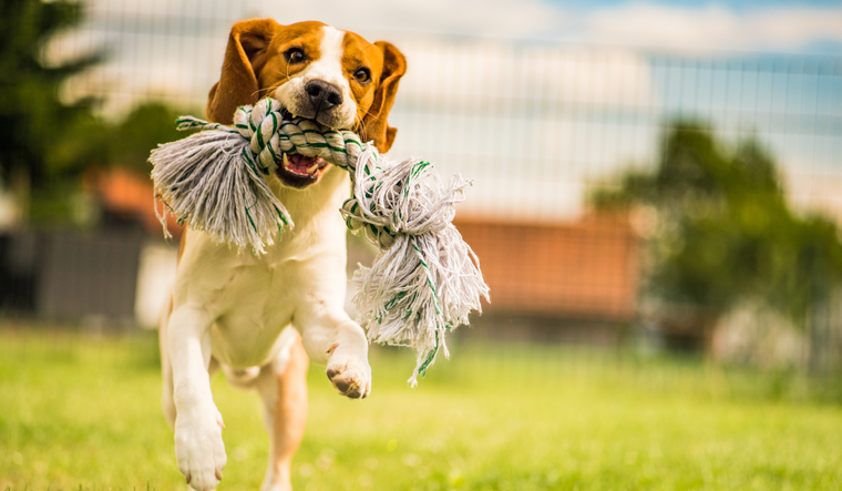 Los perros pueden clasificar y recordar objetos en función de su uso.