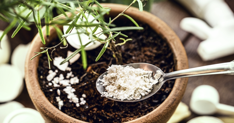 Esta especia aporta magnesio y se convierte en un potente abono casero. Foto: Shutterstock
