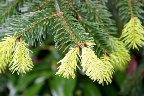 Este árbol se mantiene verde durante todo el año. Este árbol se mantiene verde durante todo el año.