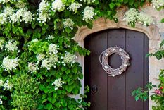 Al ser plantas grandes y rebeldes, las hortensias trepadoras pueden verse desordenadas y con el tiempo convertirse en un peligro. La clave para solucionar esto es un buen método de poda. Foto: thearches.co.uk/