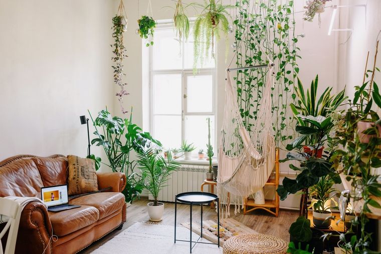 Jardín Crea un espacio interior natural con estas plantas Foto: Pexels