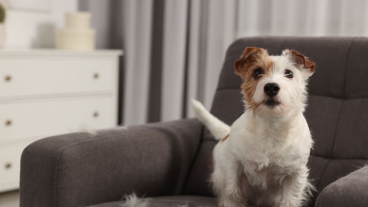 Por qué tu perro salta cuando volvés a casa y cuándo puede ser una alerta, según los expertos