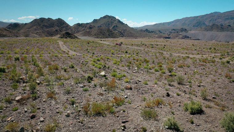 La revegetación avanza en Catamarca