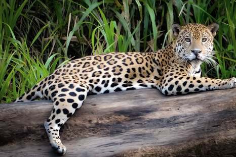 El pasado 5 de octubre de 2025, Parques Nacionales había liberado a Açai. El pasado 5 de octubre de 2025, Parques Nacionales había liberado a Açai.