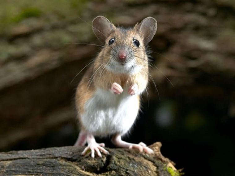 Las ratas son animales muy inteligentes y solo podemos controlar su población. Foto: Eusem