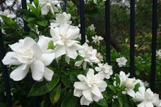 Gardenia es una de las plantas que purifica el ambiente y refresca el hogar.