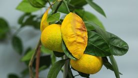 hoja amarilla A veces las hojas se ponen amarillas. Foto: Fuente: Shutterstock