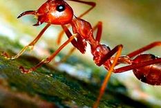 Cuando las hormigas invaden espacios personales la cosa se vuelve incómoda. Imagen de archivo.