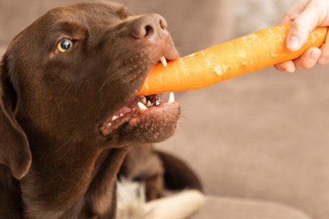 Alimentos de casa para mejorar la higiene bucal de tu perro. Foto: Archivo Alimentos de casa para mejorar la higiene bucal de tu perro. Foto: Archivo