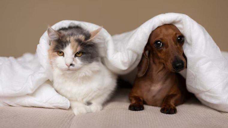 Así es la inteligencia artificial que permitirá comunicarnos con los animales. Foto: Freepik