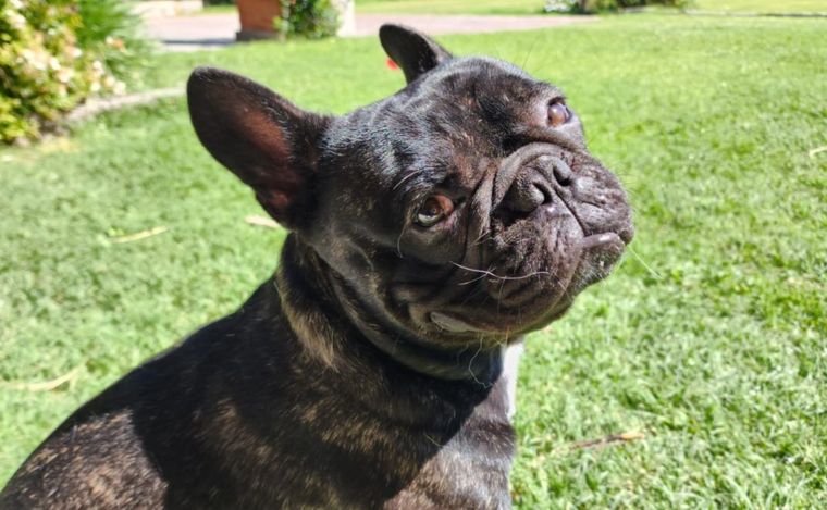 La raza Bulldog Francés no se caracteriza por su agresividad Foto: gentileza