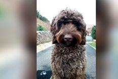 Digby salvó una vida. Foto: CNN