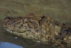 Esta especie de caimán saurópsido se encuentra en las regiones tropicales y subtropicales de América del Sur Foto: X @MPFCABA Esta especie de caimán saurópsido se encuentra en las regiones tropicales y subtropicales de América del Sur Foto: X @MPFCABA