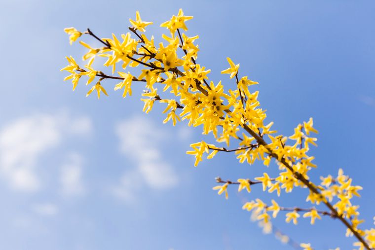 Las flores amarillas de Forsythia marcan el inicio de la primavera en el jardín. Foto: Freepik Las flores amarillas de Forsythia marcan el inicio de la primavera en el jardín. Foto: Freepik