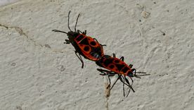 El documento sobre la chinche del arce reúne consejos para prevenir su presencia en casas, veredas y espacios verdes. El documento sobre la chinche del arce reúne consejos para prevenir su presencia en casas, veredas y espacios verdes.