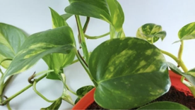 El potus necesita buena luz natural indirecta para crecer con hojas fuertes, verdes y saludables dentro del hogar. El potus necesita buena luz natural indirecta para crecer con hojas fuertes, verdes y saludables dentro del hogar.