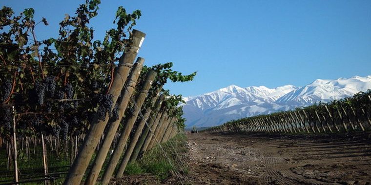 Viñas y montañas en el valle.