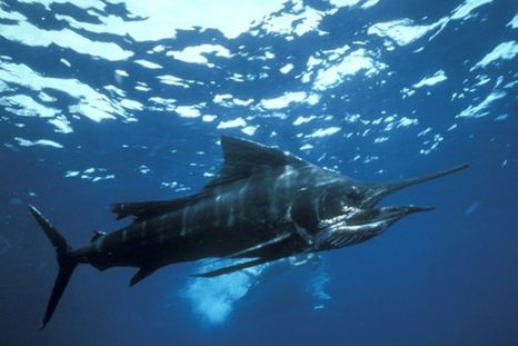 Foto: National Geographic