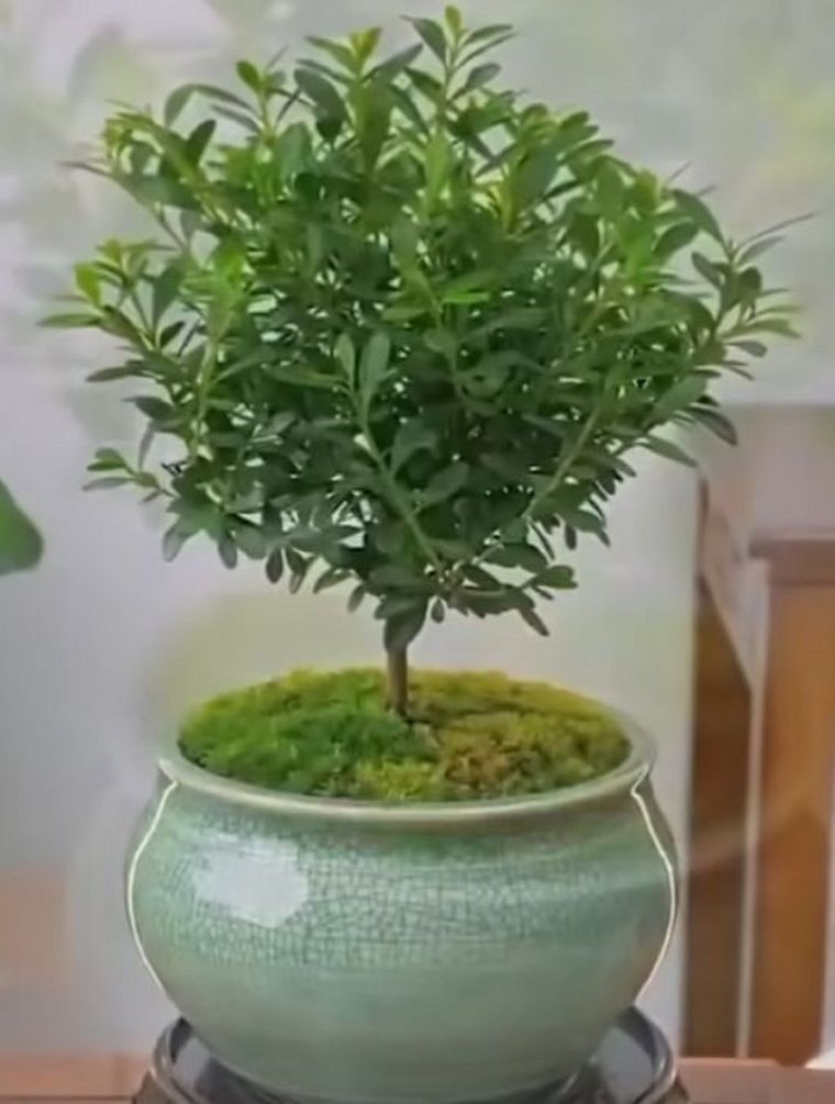 arbol El árbol que absorbe sustancias nocivas. Foto: Fuente: Shutterstock