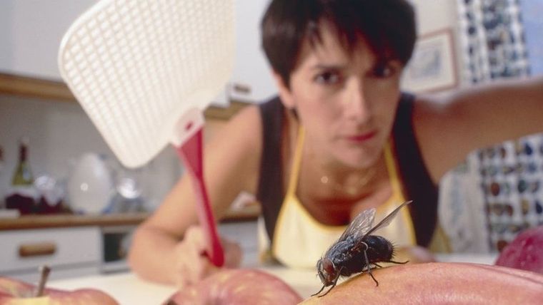 Cómo deshacerte de las moscas en segundos ¡Trucos efectivos!