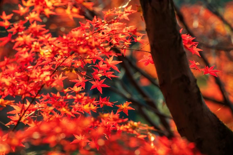 Este tipo de árbol es clave para la decoración de cualquier tipo de casa o departamento.