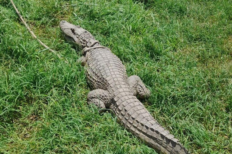 El yacaré fue localizado en la estancia Santo Domingo tras recibir denuncias de los vecinos de la zona rural Foto: Policía Ambiental