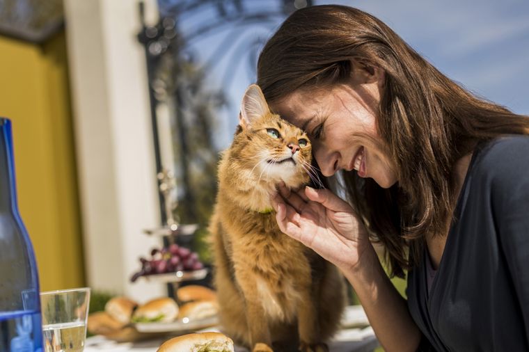 En el día del gato, cómo cuidarlo de una enfermedad común. Foto: Gentileza