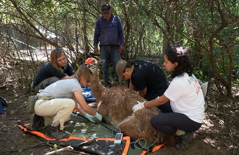 El guanaco vuelve al Chaco Seco luego de 100 años de ausencia. El guanaco vuelve al Chaco Seco luego de 100 años de ausencia.
