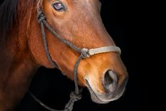 ofrecen recompensa en efectivo para encontrar a dos caballos robados