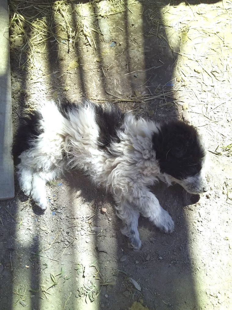 Agonía Muchos de los animalitos sufrieron antes de fallecer.