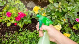 JARDÍN Hay insecticidas capaces de repeler toda plaga Foto: Shutterstock