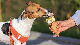 El calor puede afectar gravemente a las mascotas. Foto: Shutterstock