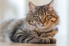 Lo que dice el Feng Shui sobre los gatos.&nbsp;