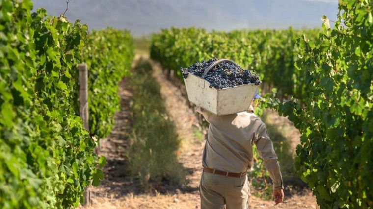 La vitivinicultura argentina y su faceta comercial, según el INV.