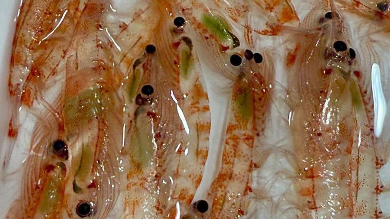 Krill antártico (50-60 mm) con vísceras verdes que muestran que han comido algas recientemente.