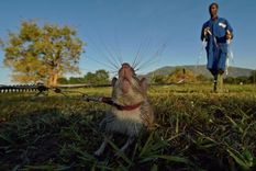Las ratas entrenadas pueden detectar la presencia de minas terrestres mucho más rápido que los métodos convencionales.