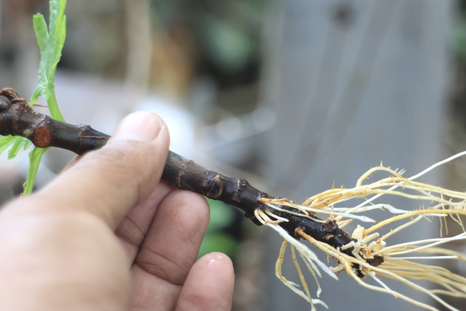 Un truco casero para el jardín. Foto: Shutterstock Un truco casero para el jardín. Foto: Shutterstock