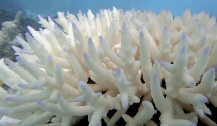 La Gran Barrera de Coral afectada por blanqueamiento, como muestra la imagen. Foto: Dpa. La Gran Barrera de Coral afectada por blanqueamiento, como muestra la imagen. Foto: Dpa.
