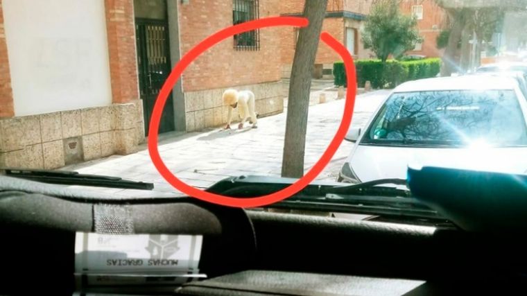 Hombre perro Bajo la apariencia de un extraño caniche, el hombre intentó disimular su pertenencia a la especie humana.