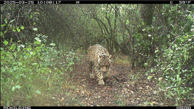 Luego de su liberación, el yaguareté Acaí desapareció.