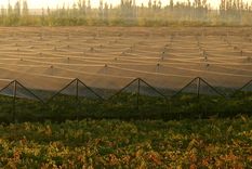 Familia Zuccardi lanzó su convocatoria de trabajo para la vendimia 2026 en Maipú y el Valle de Uco.  Foto: Gentileza Familia Zuccardi
